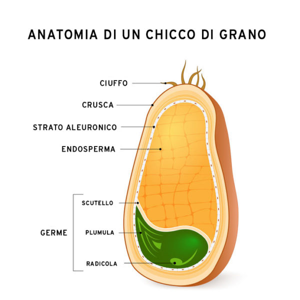 chicco-di-grano-600×600